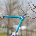 Detail of Gardening Secateurs Trimming a Branch of a Fruit Tree Royalty Free Stock Photo