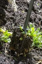 Detail of gardening tool loosening soil Royalty Free Stock Photo