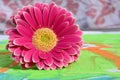 Detail of gerber daisy on a colorful child painting ,gift for Mothers day or birthday present Royalty Free Stock Photo