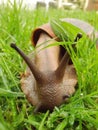 Detail of Giant African Land Snail on Grass Royalty Free Stock Photo