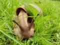 Detail of Giant African Land Snail on Grass 2 Royalty Free Stock Photo