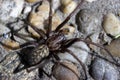 Flatly view giant house spider on stones