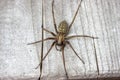 Flatly view giant house spider on wood Royalty Free Stock Photo