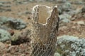 Detail of giant lobeliaÃÂ´s dried flower. Ethiopia