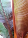 Detail of a giant palm leaves.