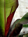 Detail of a giant palm leaves.