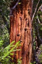 Detail of giant pine tree trunk with golden light Royalty Free Stock Photo