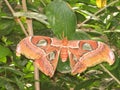Detail of a giant tropical butterfly with big orange wings