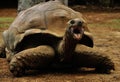 Detail of the Giant turtle with open mouth, Mauritius