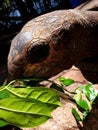 Giant turtle in Zanzibar