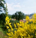 detail of a ginestra flower in a meadow Royalty Free Stock Photo