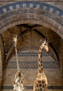 Detail of giraffe exhibit at the Natural History Museum in Exhibition Road, South Kensington, London UK Royalty Free Stock Photo