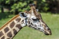 Detail of giraffe head portrait Royalty Free Stock Photo