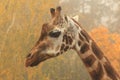 Detail of giraffe in mist