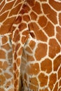 Detail of giraffe skin