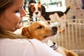 Animal on display at an adoption fair in Goiania. Royalty Free Stock Photo