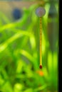 Detail of a glass fish tank water temperature thermometer in a tropical aquarium - tropical aquarium maintenance