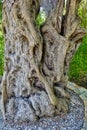 Gnarled Trunk of Very Old Olive Tree