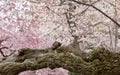 Detail of gnarled trunk of cherry blossom flowers