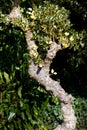 Detail of a gnarled trunk with holly taking over.