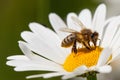 Bee or honeybee on white flower of common  daisy Royalty Free Stock Photo