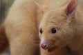 Golden brushtail possum Royalty Free Stock Photo