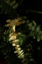 Detail of a golden fern leaf