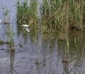 detail of golden heron (ardeola ralloides) Royalty Free Stock Photo