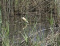 detail of golden heron (ardeola ralloides) Royalty Free Stock Photo