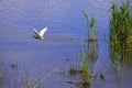 detail of golden heron (ardeola ralloides) Royalty Free Stock Photo