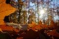 Detail of a golden maple leaf on the forest floor, beautiful sun star shines through the trees Royalty Free Stock Photo