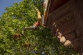 Detail of the golden scale, the most expensive house of the reconstructed new old town in Frankfurt Royalty Free Stock Photo