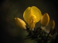Detail of Gorse bush yellow flower - Ulex Europaeus. Dark closeup with shallow depth of field. Royalty Free Stock Photo