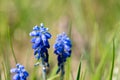 Detail of grape hyacinth in bloom in a garden. Muscari armeniacum, blue spring bulbous grape hyacinth flowers in bloom Royalty Free Stock Photo