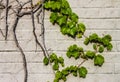 Detail of Grape vine on light brick wall