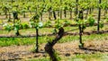 Detail of grape vines in rows in vineyard Royalty Free Stock Photo