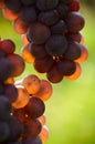 Detail of grapes Royalty Free Stock Photo