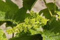 Detail grapes of the vine in the time flowers Royalty Free Stock Photo