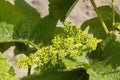 Detail grapes of the vine in the time flowers Royalty Free Stock Photo