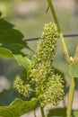 Detail grapes of the vine in the time flowers Royalty Free Stock Photo