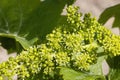 Detail grapes of the vine in the time flowers Royalty Free Stock Photo