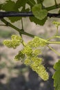 Detail grapes of the vine in the time flowers Royalty Free Stock Photo