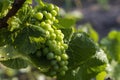 detail Grapes of the vine in the time before locking