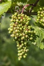 detail Grapes of the vine in the time before locking