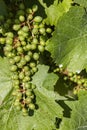 detail Grapes of the vine in the time before locking