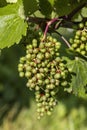 detail Grapes of the vine in the time before locking