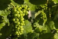 detail Grapes of the vine in the time before locking