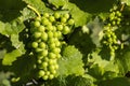 detail Grapes of the vine in the time before locking Royalty Free Stock Photo