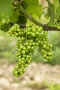 Detail grapes of the vine in the time before locking Royalty Free Stock Photo