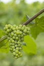 Detail grapes of the vine in the time before locking Royalty Free Stock Photo